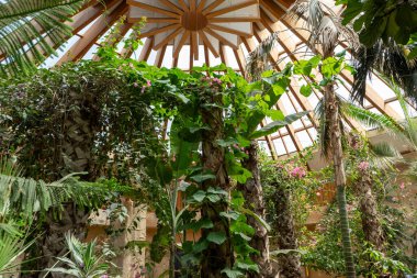 Sürdürülebilir yeşil bina. Sürdürülebilirlik geçmişi. Serası olan bir ofis. Çevre dostu kavram. Evde ağaçlar var. Şehirde yeşil doğa.