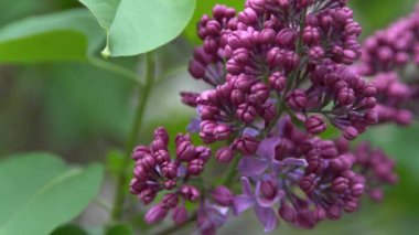 Leylak çiçeği dalı. Çiçekli arka plan, doğal bahar. Çiçekli leylak çiçeği tomurcuğu. Bahar zamanı rengi. Güzel mor yaprak bitkisi. Botanik bitki havası Yaz bahçesi Pembe Liliak rüzgarı sallanıyor