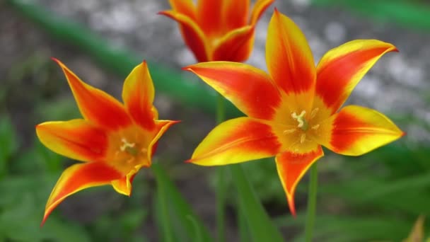 Κίτρινες Κόκκινες Τουλίπες Ασυνήθιστης Σπάνιας Ποικιλίας Ανοίξτε Μπουμπούκια Λουλουδιών Ανοιξιάτικο — Αρχείο Βίντεο