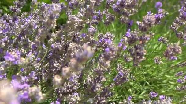 紫色薰衣草花丛 田里的花自然背景 在花园里种了一棵芬芳的植物 夏花蜂蜜植物特写 — 图库视频影像