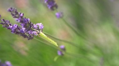 Mor lavanta çiçeği çalısı ve sarı kelebek. Tarlada çiçek. Doğa geçmişi. Bahçede güzel kokulu bir bitki yetiştir. Yaz çiçeği bal bitkisi. Yakın plan..