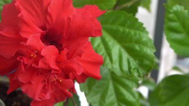 Çin amberinin kırmızı çiçeği tomurcuğu çiçek açar. Bahçedeki yeşillikte hibiscus rosa-sinensis. Çin gülü ya da Hawaii amber bitkisi. Doğa bahçe konsepti tasarımı. Yeşil arkaplan