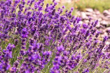 Mor lavanta çiçeği çalısı. Tarlada çiçek. Doğa geçmişi. Bahçede güzel kokulu bir bitki yetiştir. Yaz çiçeği bal bitkisi. Yakın plan..