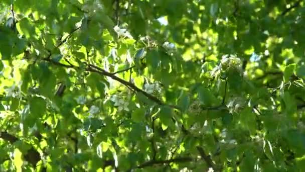 Folhas Verdes Aplausos Brancos Florescem Vento Primavera Jardim Florido Fundo — Vídeo de Stock