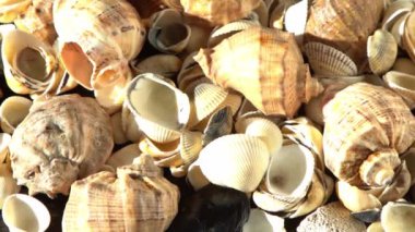 Kumsalda deniz kabukları. Yaz dönemi. Rapan deniz kabuğu kabuğu üst görünümü. Bej açık renk. Estetik minimalizm. Doğa güzelliği. Çok renkli deniz kabuklarının karışımı. Okyanus kıyısında. Deniz kabuğu güneş ışığı