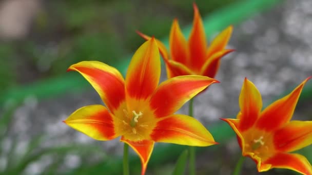 珍しい珍しい品種の黄色の赤いチューリップ 開花蕾 春の花の背景 花弁の植物の性質 花壇の緑の庭に蕾を咲かせます チューリップクローズアップ — ストック動画