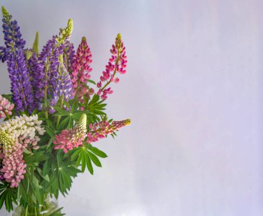 Bir buket lupin. Çok renkli yaz çiçekleri gri arka planda pembe ve mor renkte. Lupine çiçek tomurcukları. Yaz çiçekli arka plan. Boşluğu kopyala.