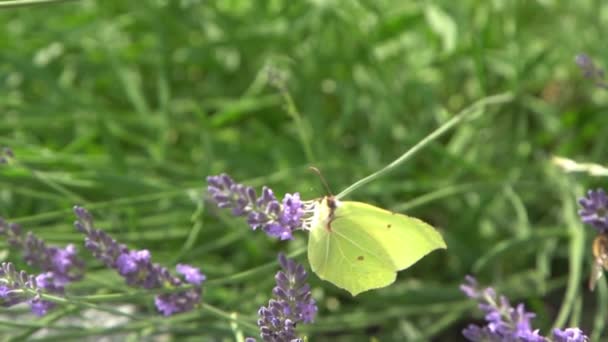 Paarse Lavendel Bloemen Struik Gele Vlinder Bloem Het Veld Natuur — Stockvideo