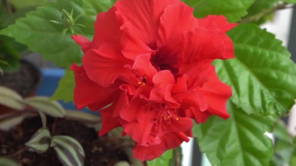 Κόκκινο Μπουμπούκι Από Κινέζικο Ιβίσκο Hibiscus Rosa Sinensis Πράσινο Κήπο — Αρχείο Βίντεο