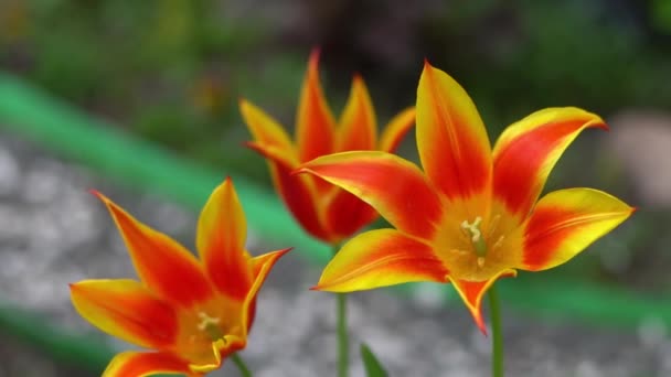 Sárga Vörös Tulipán Egy Szokatlan Ritka Fajtából Nyitott Virágbimbók Tavaszi — Stock videók
