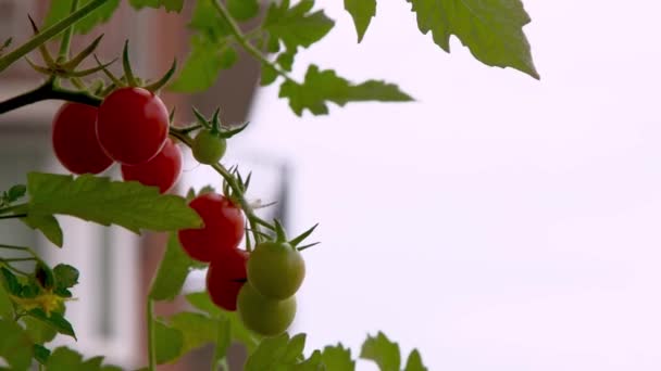 Расти Помидоры Черри Красные Овощи Ветке Садоводство Балконе Томатный Куст — стоковое видео