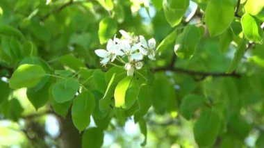 Yeşil yapraklar. Rüzgarda sallanan beyaz elma ağacı çiçekleri. Bahar çiçeği bahçesi. Çiçek doğal bir geçmişi var. Gün ışığında narin çiçekler. Bulanık bokeh doğa. Çiçek tomurcuğu Yaprak yakın çekim