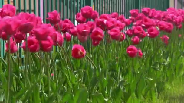 春にピンクのチューリップが咲く ブラーボケ チューリップの花の性質 花の背景 植物園 開花芽 気分が開花 美しい審美的な花弁の植物 風の揺れ 晴れた日 — ストック動画