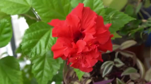 Красный Цветок Бутона Китайского Гибискуса Цветет Hibiscus Fabsa Sinensis Зелени — стоковое видео