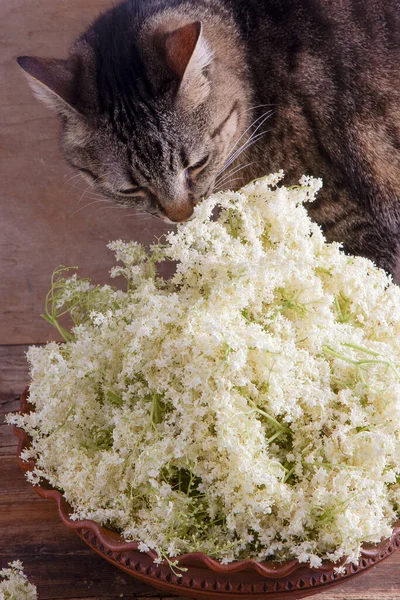 Elder flowers and cat. White flower shrub. Harvesting buds for making syrup and drink. Cooking and food in a bowl on the table.