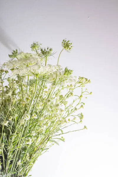 Bouquet of white flowers on a white background. Wild carrot and yarrow. Simple summer flower. Nature flora aesthetic. Petal bud. Floral botanical. Minimal style.