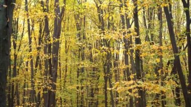 Sonbahar ormanı. Karışık bir ormanda yaprak döken ağaçlar. Hornbeam ve Beech. Ağaçtaki sarı yaprak. Doğa arkaplanı