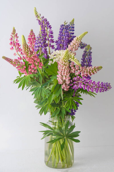 A bouquet of lupines. Multicolored summer flowers pink and purple on grey background. Lupine flower buds. Summer floral background.