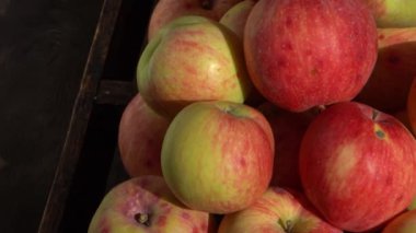 Elma hasatı Sonbahar meyvesi. Vitamin yiyeceği. Pembe noktalı kırmızı elmalar..