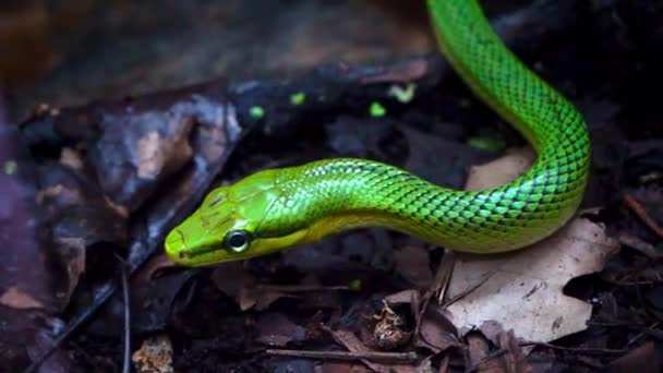 Зелёная Змея Ползёт Дикое Животное Природа — стоковое видео