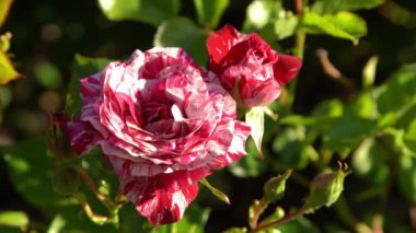 Kırmızı beyaz güller. Bahçedeki çalılık. Gül goncası. Yaz çiçeği yaprakları. Doğada gül tomurcuğu. Dallar ve yapraklar. Botanik fabrikası.