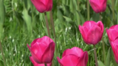 Pembe laleler baharda çiçek açar. Görüntü bokeh. Lale çiçeği doğası. Çiçek arkaplan. Botanik bahçesi. Çiçek tomurcukları. Çiçek açan ruh hali. Güzel estetik yaprak bitkisi. Rüzgarın sallanması. Güneşli bir gün.