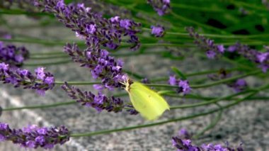 Mor lavanta çiçeği çalısı ve sarı kelebek. Tarlada çiçek. Doğa geçmişi. Bahçede güzel kokulu bir bitki yetiştir. Yaz çiçeği bal bitkisi. Yakın plan..