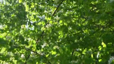 Yeşil yapraklar. Rüzgarda sallanan beyaz elma ağacı çiçekleri. Bahar çiçeği bahçesi. Çiçek doğal bir geçmişi var. Gün ışığında narin çiçekler. Bulanık bokeh doğa. Çiçek tomurcuğu Yaprak. Estetik