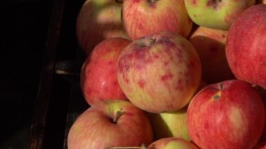 Elma hasatı Sonbahar meyvesi. Vitamin yiyeceği. Pembe noktalı kırmızı elmalar..