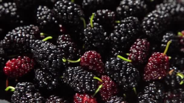 Mulberry Dans Bol Récolte Mûres Été Fruit Fond Alimentaire Branche — Video
