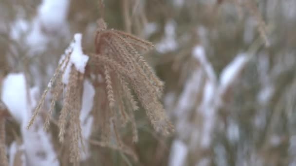 Miscanthus Sob Neve Inverno Planta Jardim Flor Panícula Oscila Vento — Vídeo de Stock
