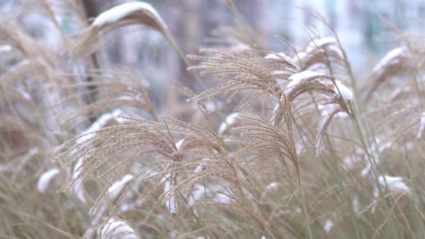 Miscanthus Sob Neve Inverno Planta Jardim Flor Panícula Oscila Vento — Vídeo de Stock