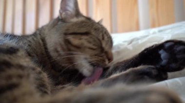 Kedi yalıyor. Yavru kedi kendini yıkar.
