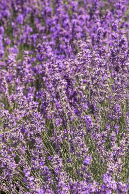 Mor lavanta çiçeği çalısı. Tarlada çiçek. Doğa geçmişi. Bahçede güzel kokulu bir bitki yetiştir. Yaz çiçeği bal bitkisi. Yakın plan..