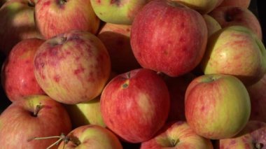 Elma hasatı Sonbahar meyvesi. Vitamin yiyeceği. Pembe noktalı kırmızı elmalar..