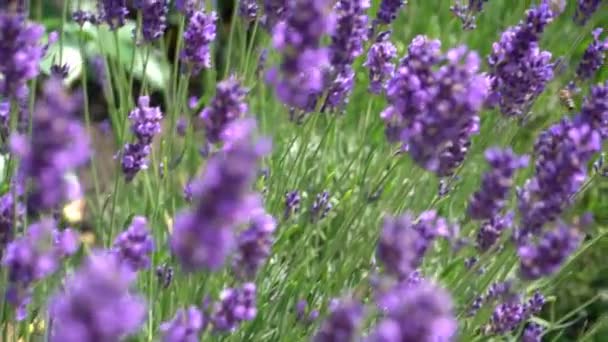 보라색 라벤더 자연의 정원에 향기나는 식물을 심으라 곤충은 꽃가루를 모은다 — 비디오