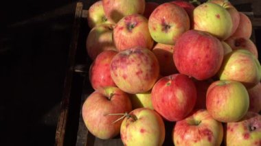 Elma hasatı Sonbahar meyvesi. Vitamin yiyeceği. Pembe noktalı kırmızı elmalar..