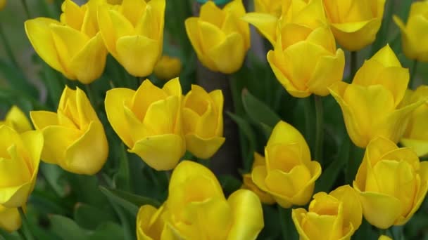 Κίτρινες Τουλίπες Ανθίζουν Την Άνοιξη Φύση Της Τουλίπας Floral Φόντο — Αρχείο Βίντεο