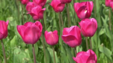 Pembe laleler baharda çiçek açar. Görüntü bokeh. Lale çiçeği doğası. Çiçek arkaplan. Botanik bahçesi. Çiçek tomurcukları. Çiçek açan ruh hali. Güzel estetik yaprak bitkisi. Rüzgarın sallanması. Güneşli bir gün.