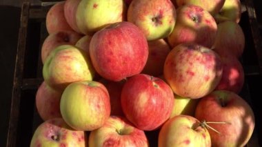 Elma hasatı Sonbahar meyvesi. Vitamin yiyeceği. Pembe noktalı kırmızı elmalar..