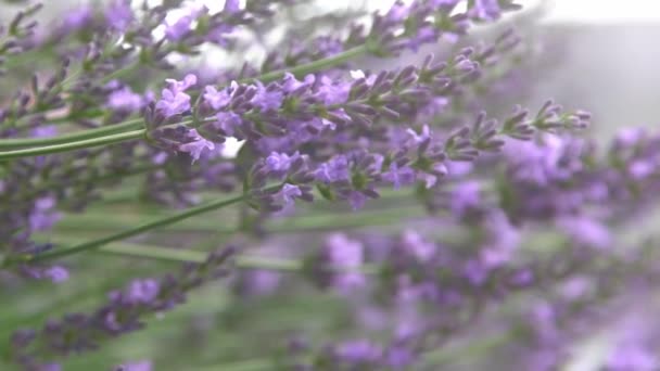 Fioletowe Kwiaty Lawendy Krzak Kwiat Polu Środowisko Naturalne Wyhoduj Pachnącą — Wideo stockowe