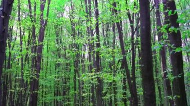Bahar ormanı. Karışık bir ormanda yaprak döken ağaçlar. Hornbeam ve Beech. Ağaçtaki yeşil yaprak. Doğa arkaplanı.