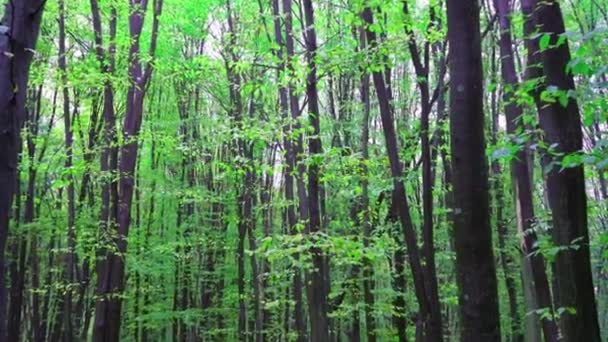 Frühlingswald Laubbäume Einem Mischwald Hainbuche Und Buche Grünes Blatt Auf — Stockvideo