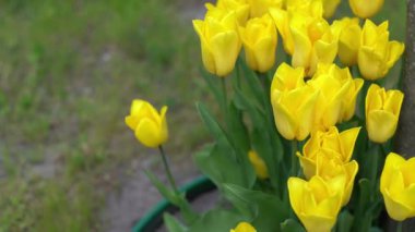 Sarı laleler baharda çiçek açar. Lale çiçeği doğası. Çiçek arkaplan. Botanik bahçesi. Çiçek tomurcukları. Çiçek açan ruh hali. Güzel estetik yaprak bitkisi. Alan