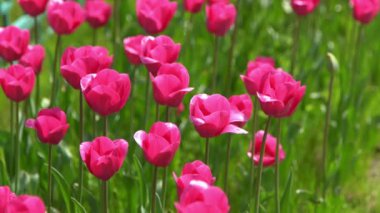 Pembe laleler baharda çiçek açar. Görüntü bokeh. Lale çiçeği doğası. Çiçek arkaplan. Botanik bahçesi. Çiçek tomurcukları. Çiçek açan ruh hali. Güzel estetik yaprak bitkisi. Rüzgarın sallanması. Güneşli bir gün.