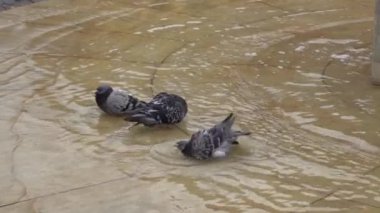 Güvercinler çeşmede yıkanır. Güvercin bir şehir kuşudur. Sudaki güvercin. Açık havada. Yavaş çekim.