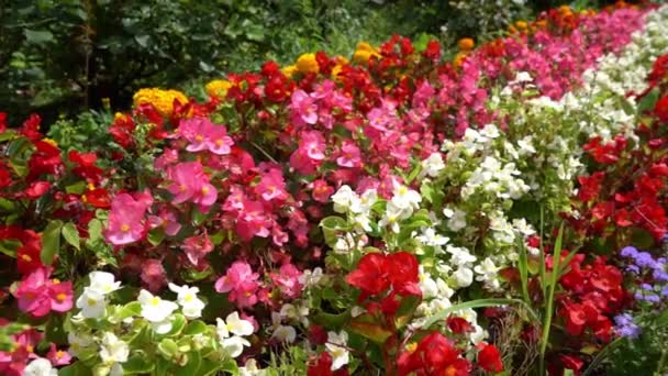 街头花坛上的五颜六色的秋海棠红 白相间的秋海棠 花园里的花朵布置 园林景观设计 在外面种花 夏天开花 简单的植物结节 — 图库视频影像