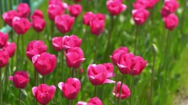 Pembe laleler baharda çiçek açar. Görüntü bokeh. Lale çiçeği doğası. Çiçek arkaplan. Botanik bahçesi. Çiçek tomurcukları. Çiçek açan ruh hali. Güzel estetik yaprak bitkisi. Rüzgarın sallanması. Güneşli bir gün.