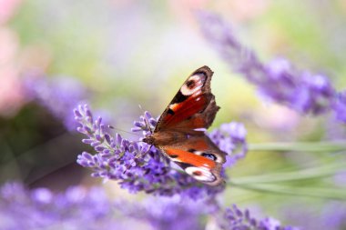 Mor lavanta çiçekleri. Tarlada çiçek. Doğa geçmişi. Bahçede güzel kokulu bir bitki yetiştir. Yaz çiçeği bal bitkisi. Kelebek böceği..