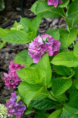 Bahçedeki pembe ortanca çiçekleri. Bud, kapat. Bir yaz çiçeği hortensisi yetiştir. Çiçek yaprakları yeşil arka plan.